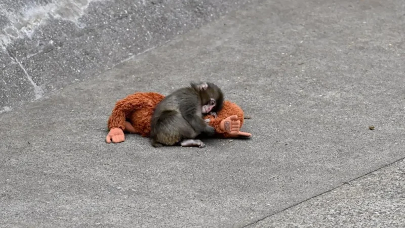 Filhote de macaco que adotou pelúcia é aceito por grupo; vídeo