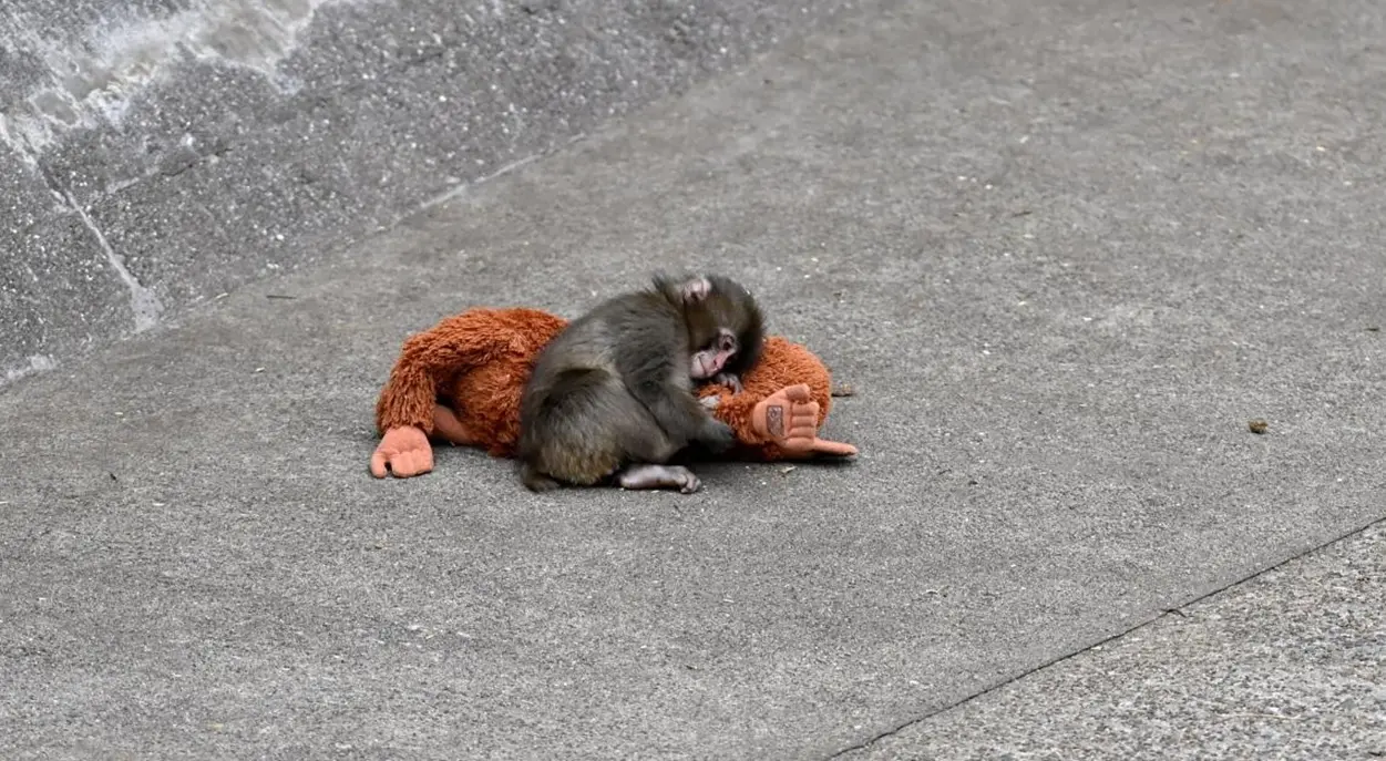 Filhote de macaco que adotou pelúcia é aceito por grupo; vídeo
