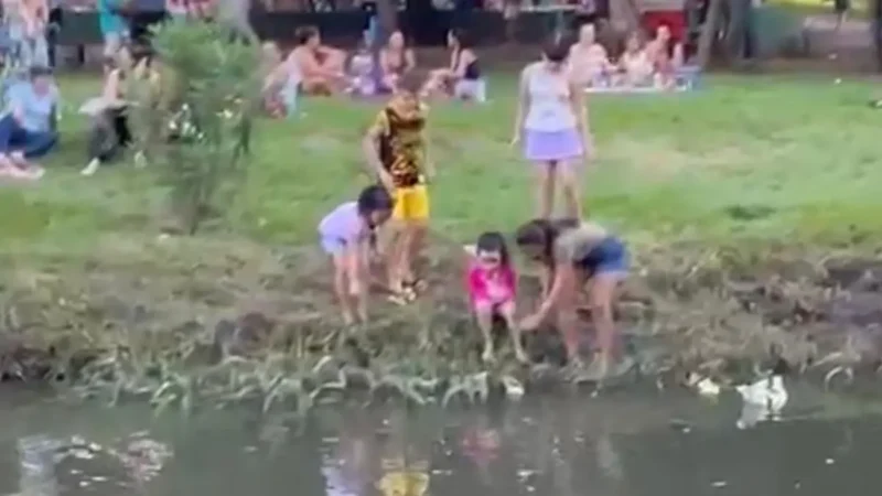 Filhotes de pato viram atração entre crianças em parque de Goiânia; entenda os riscos