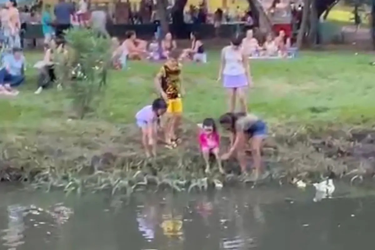 Filhotes de pato viram atração entre crianças em parque de Goiânia; entenda os riscos