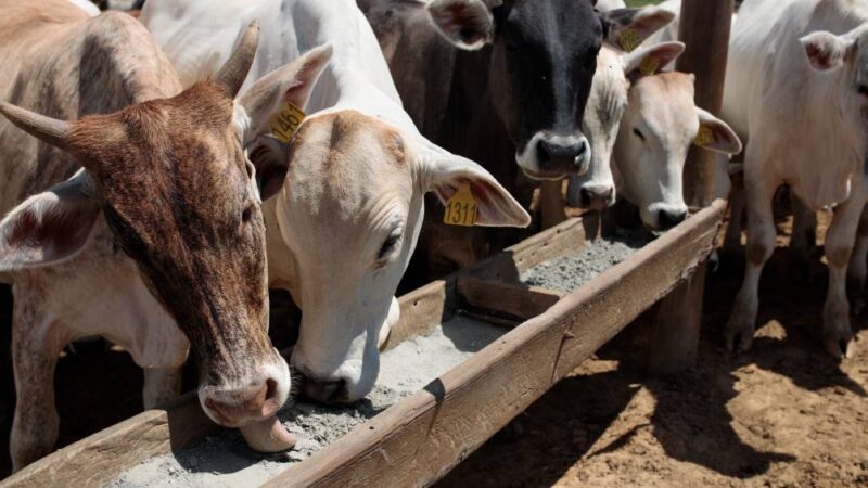 A queda do rebanho nos EUA e a oportunidade do Brasil