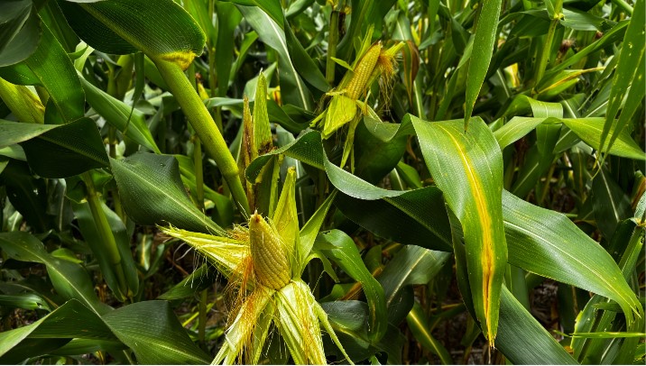 Goiás caminha para segunda maior safra de grãos da história