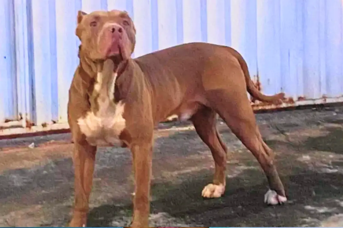 Pitbull filmado atacando animais no Solar Ville é resgatado: ‘Queriam matá-lo’