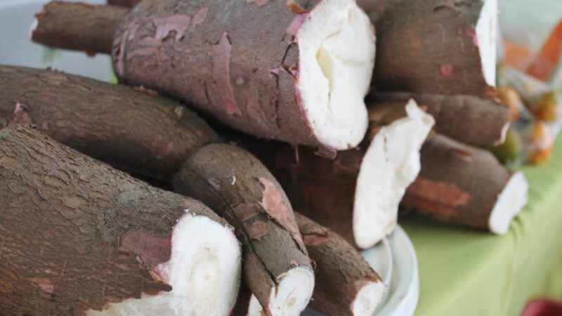 Produção de mandioca cresce em Goiás e impulsiona o setor