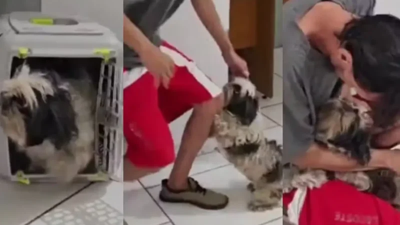 longe de casa, cachorrinha reconhece tutor em delegacia