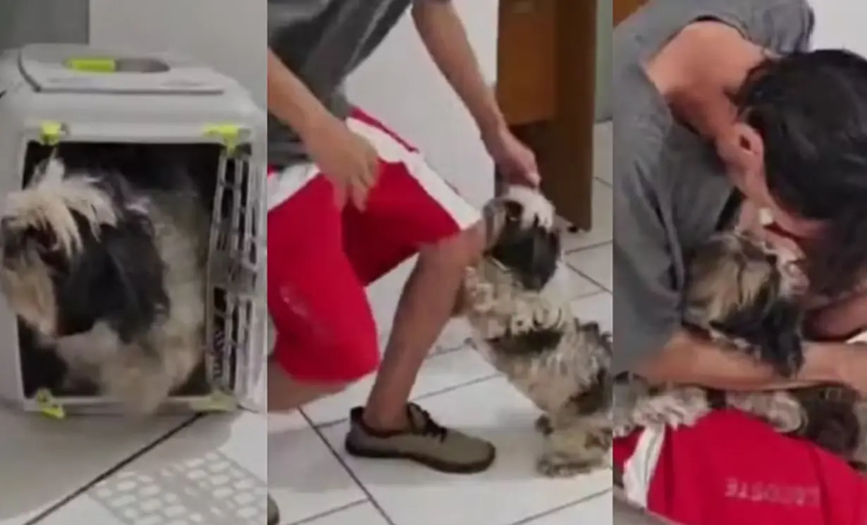 longe de casa, cachorrinha reconhece tutor em delegacia