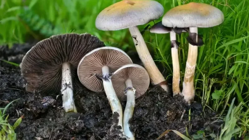 Cogumelos alucinógenos são aliados na luta contra o cigarro