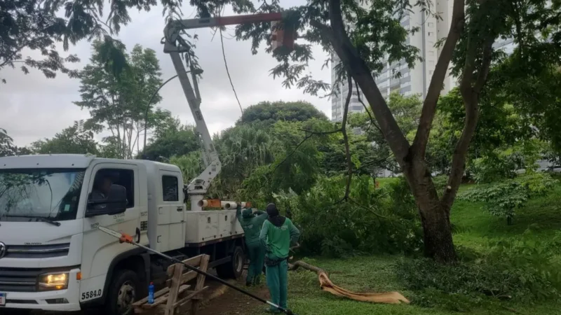 Fiscais acompanham corte de árvores e MP cobra mais transparência da prefeitura
