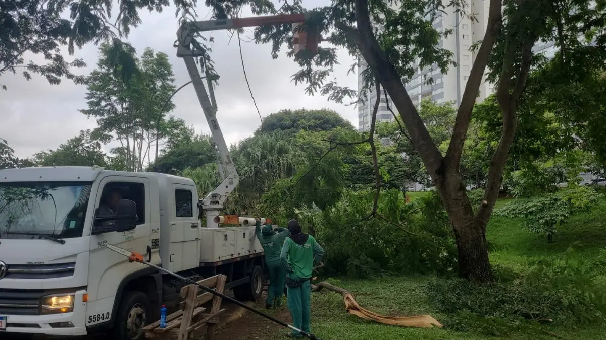 Fiscais acompanham corte de árvores e MP cobra mais transparência da prefeitura