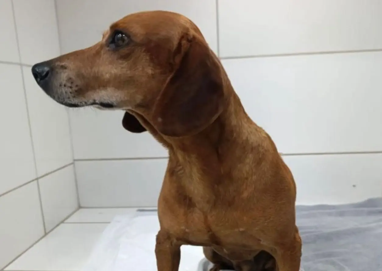 Goiânia: Mulher que jogou líquido quente em cão é indiciada por maus-tratos