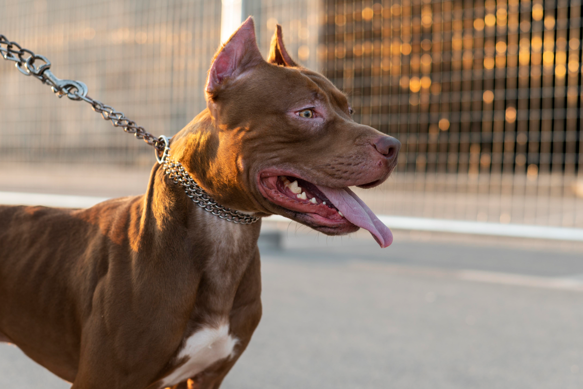 Menina de 4 anos é atacada pela segunda vez por pitbull do tio em Goiás