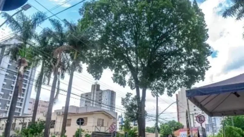 Mogno plantado por estudantes em 1958 será retirado do Centro de Goiânia neste sábado (7)
