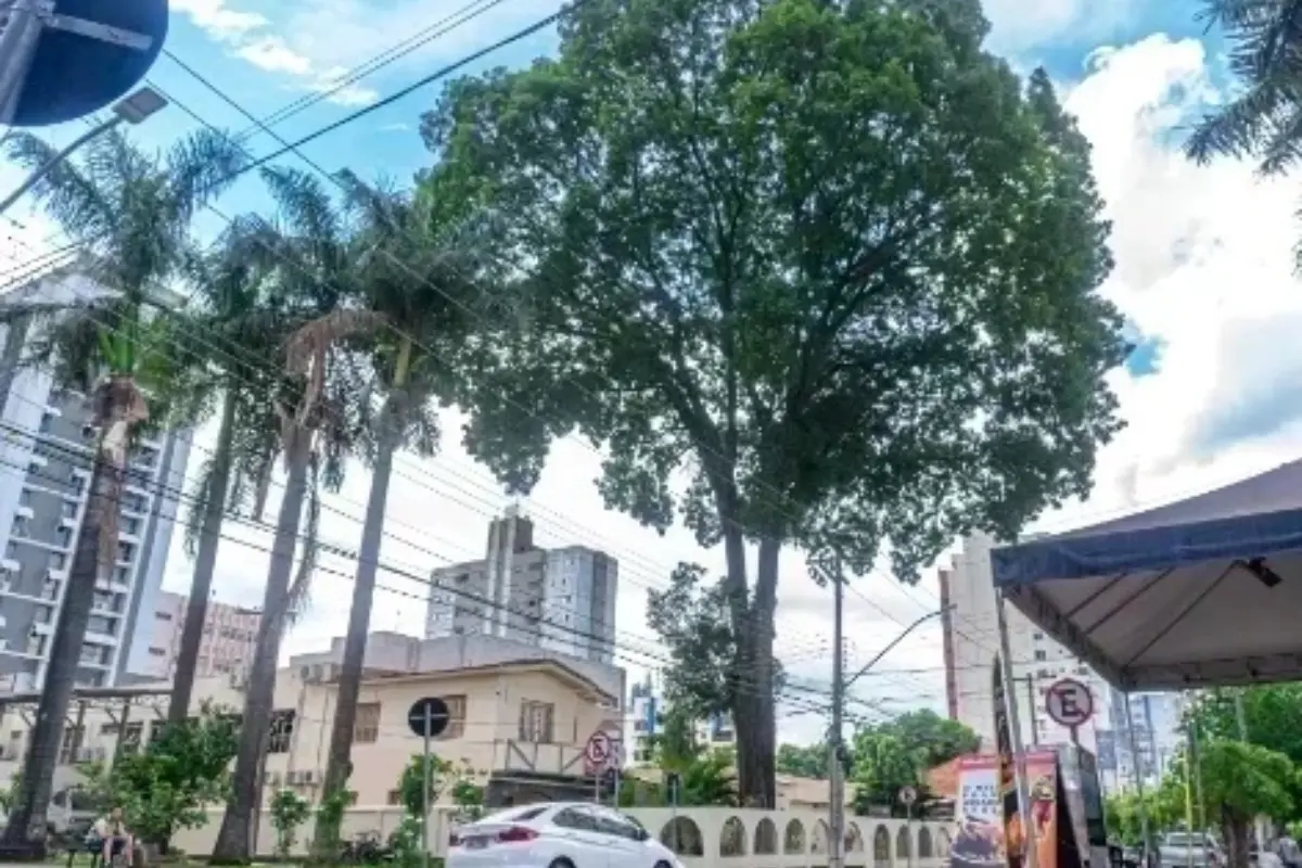 Mogno plantado por estudantes em 1958 será retirado do Centro de Goiânia neste sábado (7)