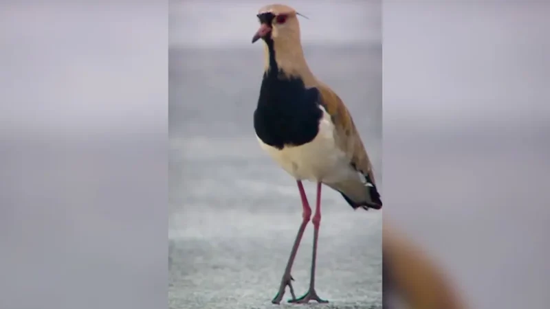 MotoGP celebra fauna do Cerrado em vídeo com ‘convidados especiais’ no circuito