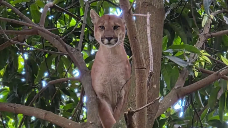 Onça-parda morre após operação de resgate em chácara de Novo Gama