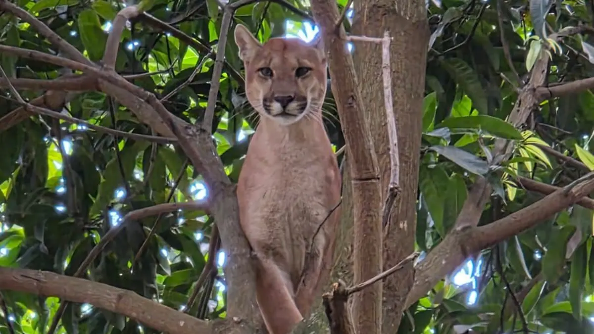 Onça-parda morre após operação de resgate em chácara de Novo Gama