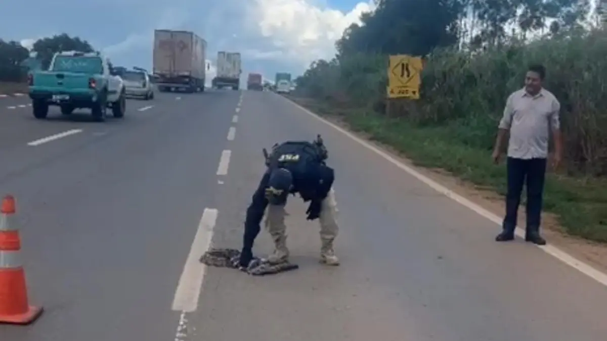 Perda de habitat: animais causam acidentes ao invadir pistas por comida e refúgio em Goiás