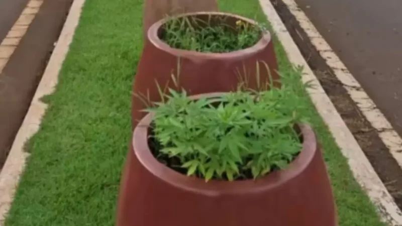 Pés de maconha são encontrados em canteiro central de avenida em Jataí