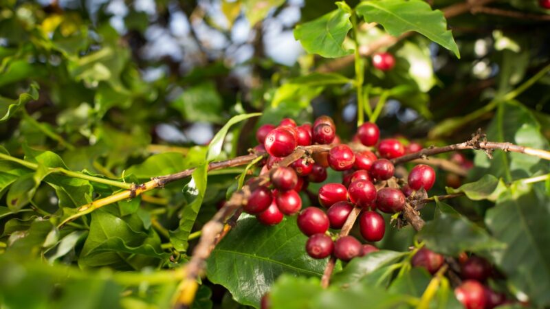 Valor Bruto da Produção do café em Goiás deve atingir 827,9 milhões