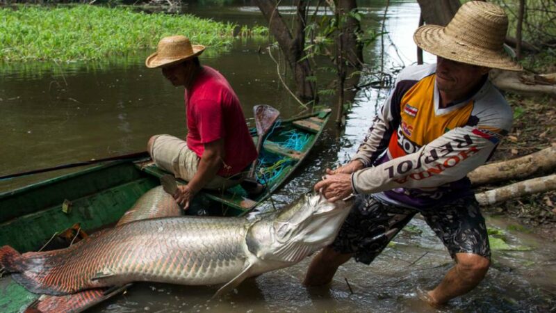 Pirarucu vira ameaça no Distrito Federal e tem abate autorizado