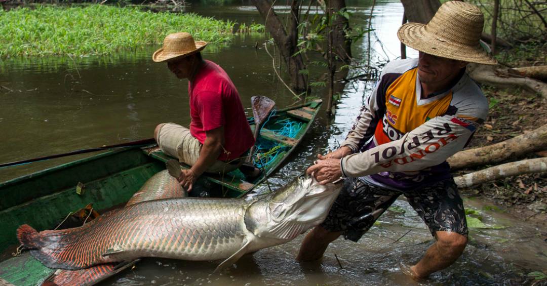 Pirarucu vira ameaça no Distrito Federal e tem abate autorizado