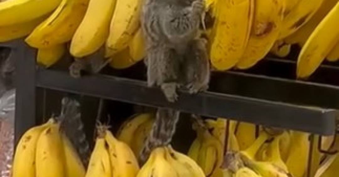 Vídeo: Saguis viram fregueses de supermercado capixaba