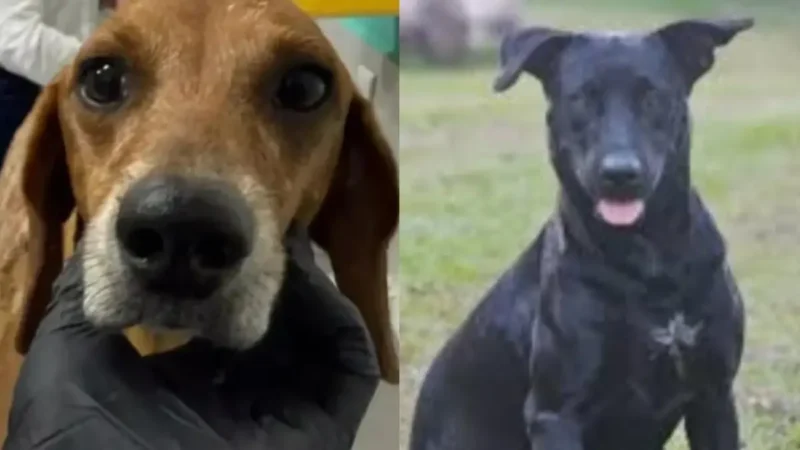 A cada 4 horas um animal é vítima de maus-tratos em Goiânia