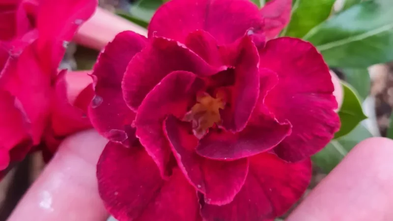 Bazar das plantas em Goiânia conta com opções a partir de R$ 2,50