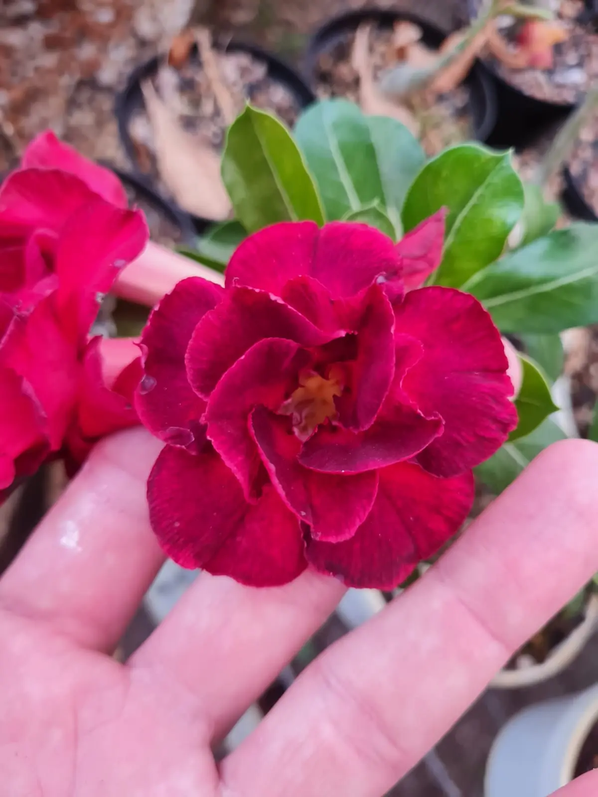 Bazar das plantas em Goiânia conta com opções a partir de R$ 2,50