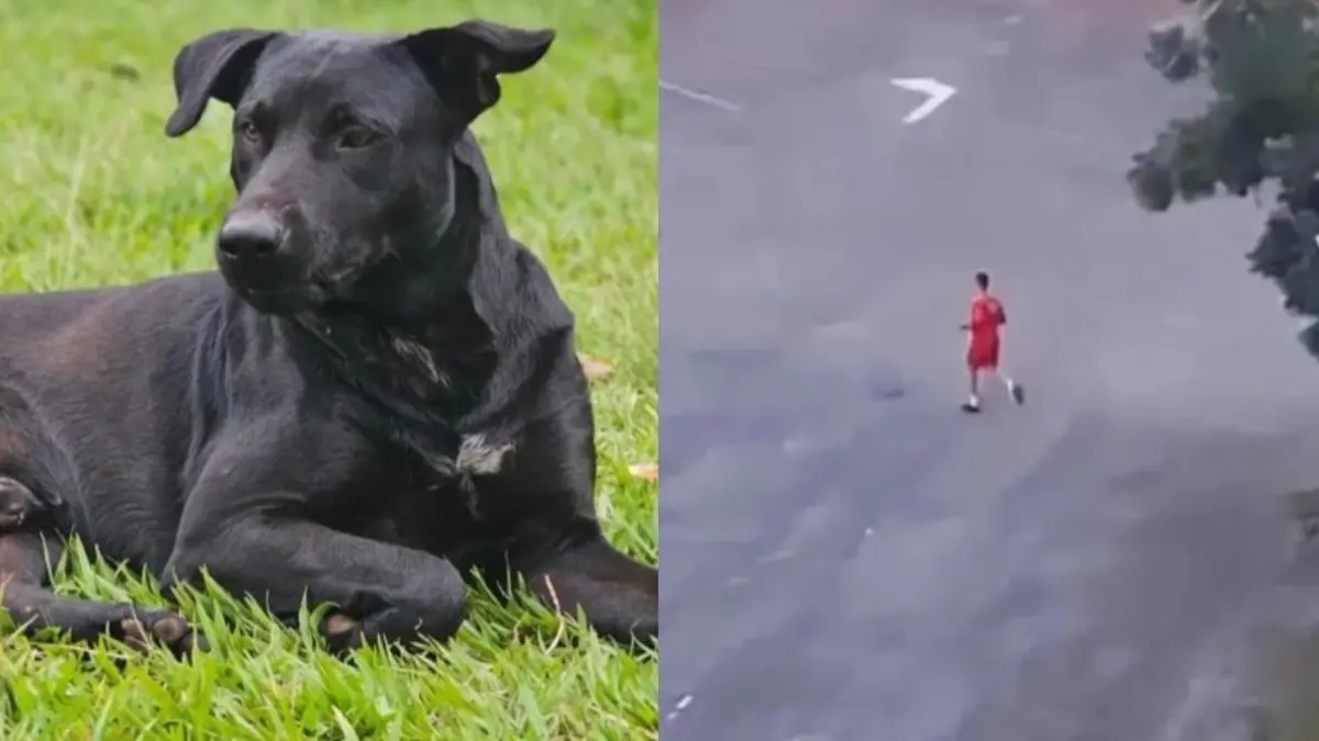 Bombeiro que atirou no cachorro Brutus é afastado da corporação