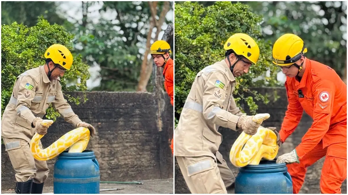 Bombeiros resgatam cobra de quase 4 metros no centro de Aruanã