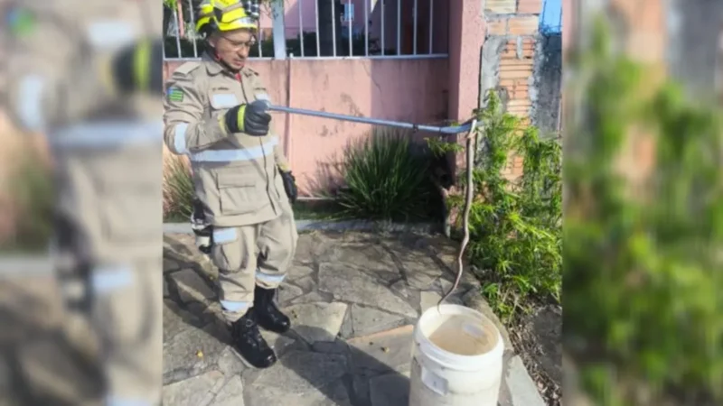 Bombeiros resgatam serpente em calçada de Caldas Novas