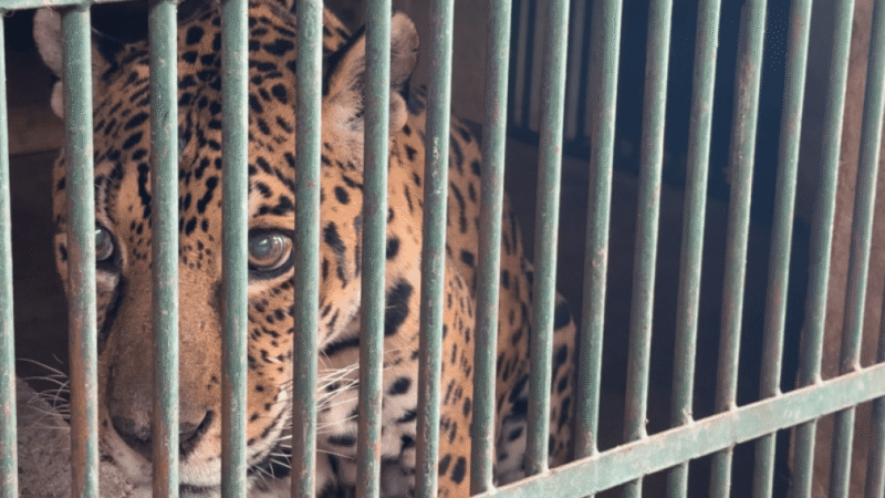 Vídeo: transfusão salva vida de onça-pintada