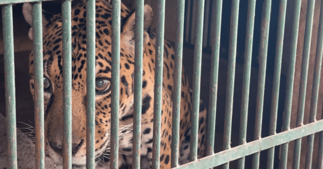 Vídeo: transfusão salva vida de onça-pintada