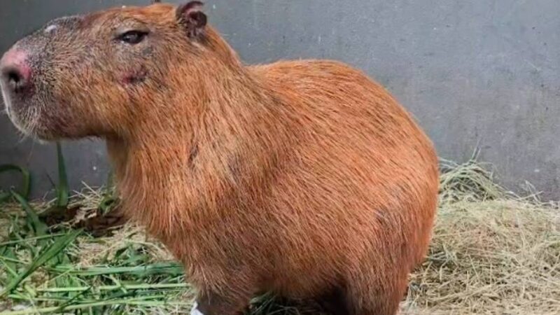 MP denuncia grupo por agredir uma capivara no Rio de Janeiro