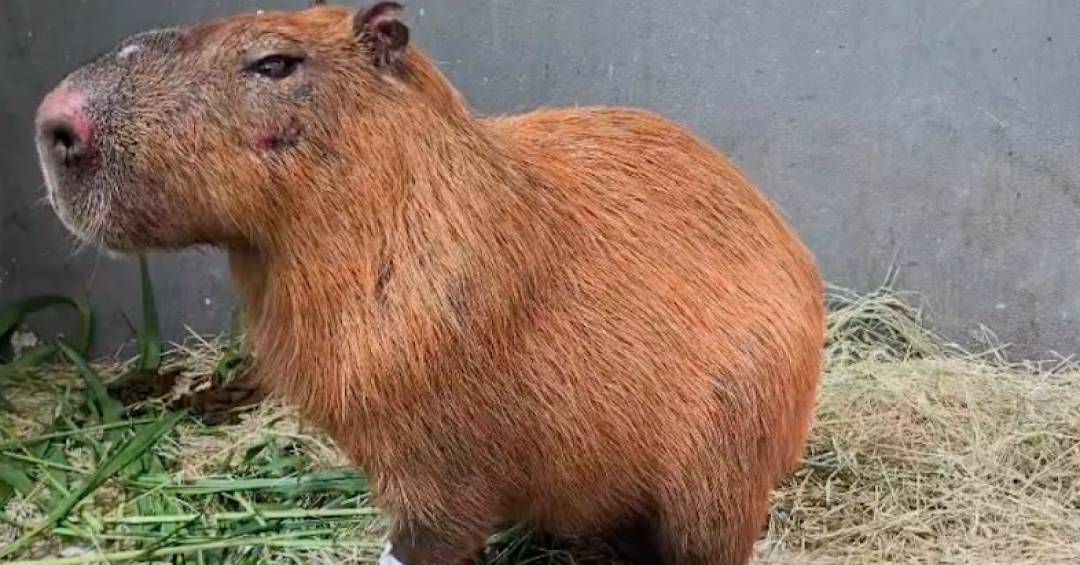 MP denuncia grupo por agredir uma capivara no Rio de Janeiro