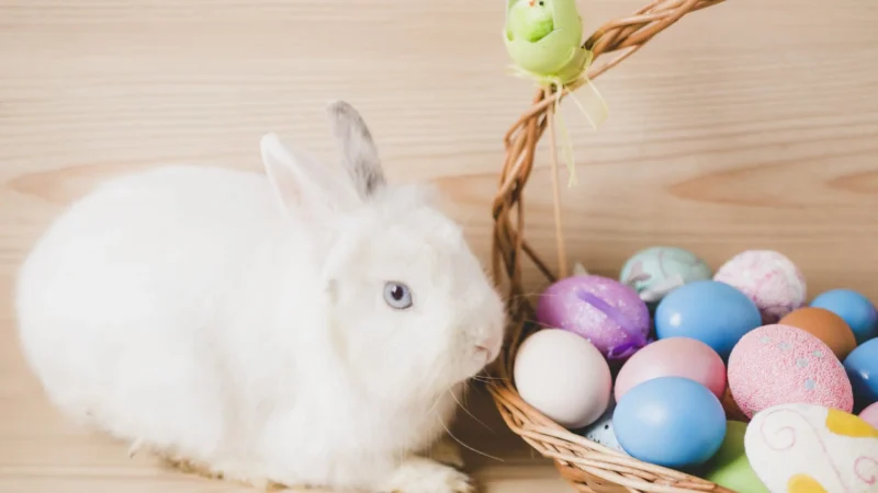 Entenda a origem do coelho da Páscoa