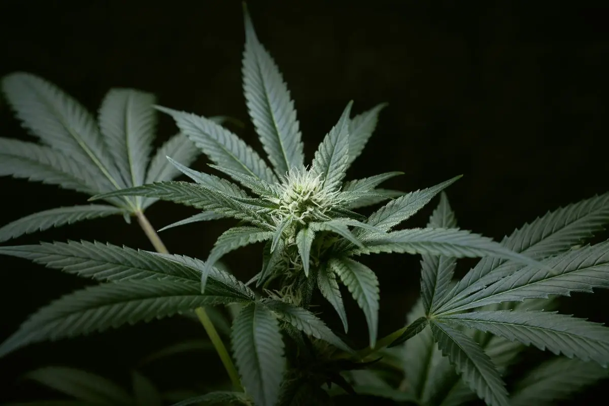 Goiânia pode criar centro municipal de tratamento com cannabis