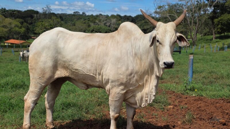 Goiás deve movimentar R$ 23,7 bilhões com bovinocultura