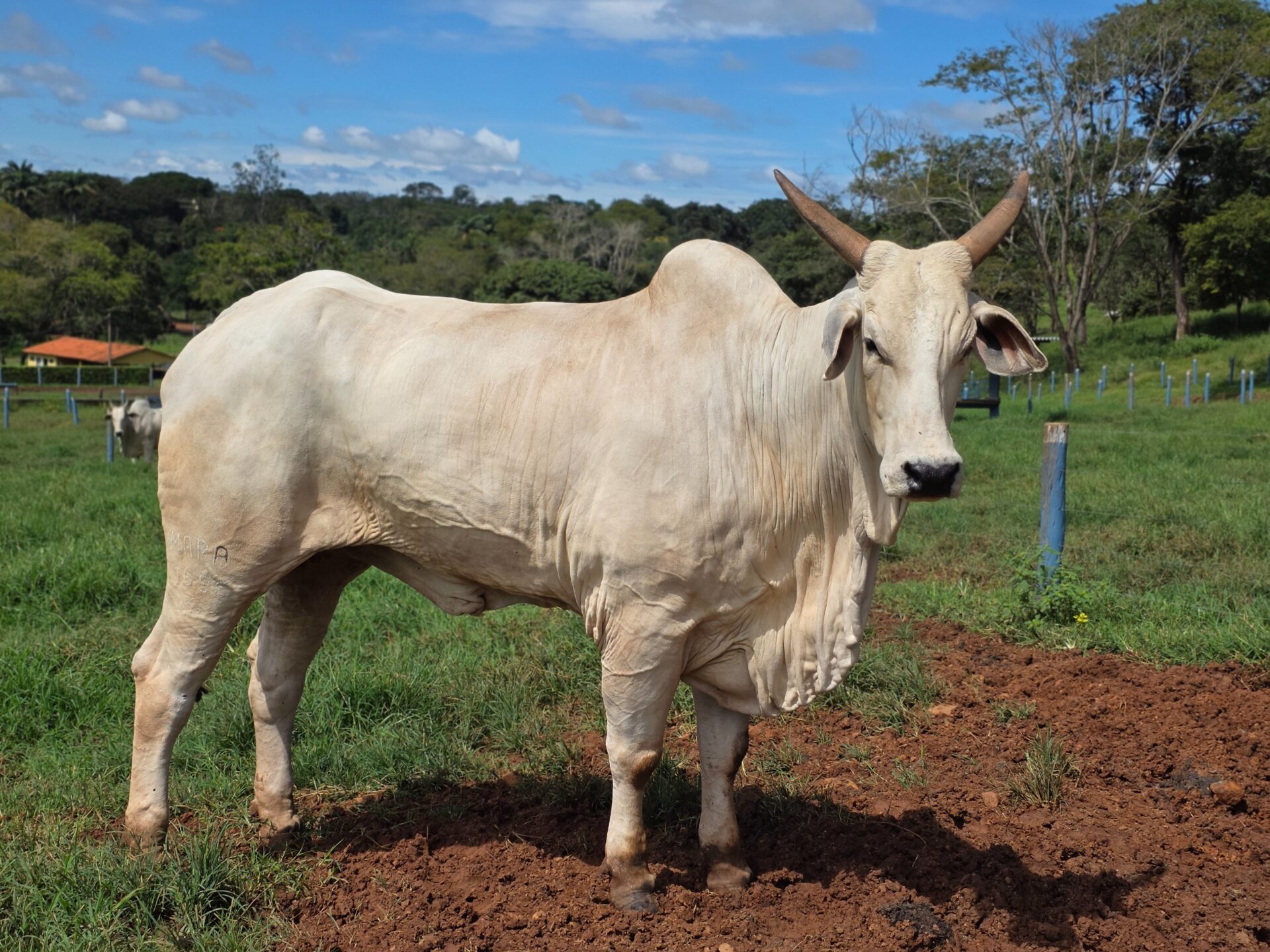 Goiás deve movimentar R$ 23,7 bilhões com bovinocultura