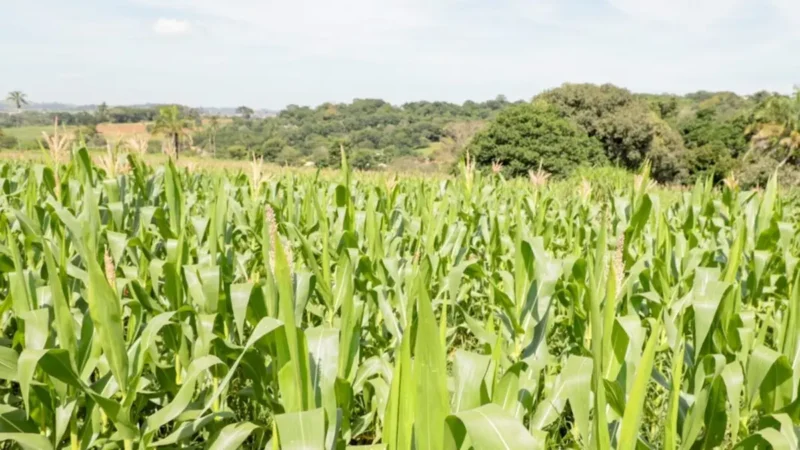 Goiás lança edital de R$ 1,6 milhão para startups monitorarem safra de grãos no Estado