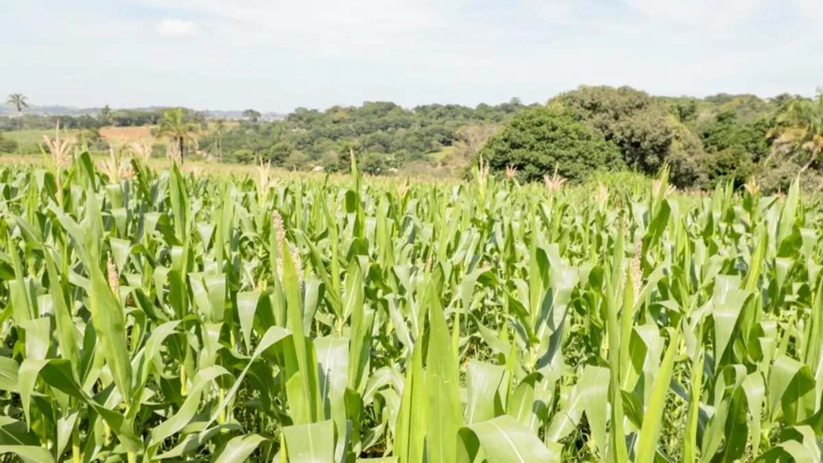 Goiás lança edital de R$ 1,6 milhão para startups monitorarem safra de grãos no Estado