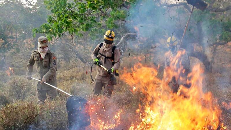 Governo lança chamada para projetos de prevenção no Cerrado