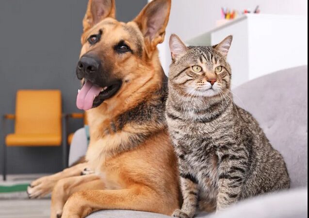 Jaupaci realiza castração gratuita de cães e gatos dia 2