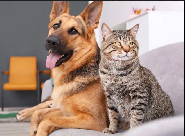 Jaupaci realiza castração gratuita de cães e gatos dia 2