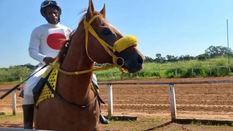 Jóqueis lutam para manter esporte ameaçado por ausência absoluta de sucessores