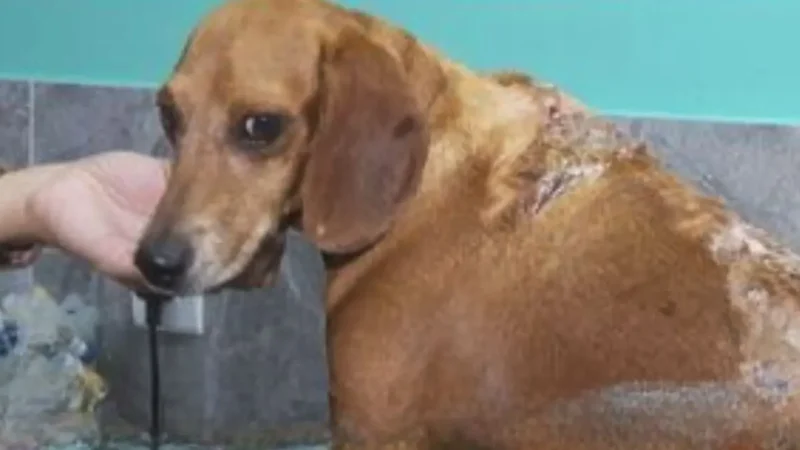 MP-GO avalia não fazer acordo