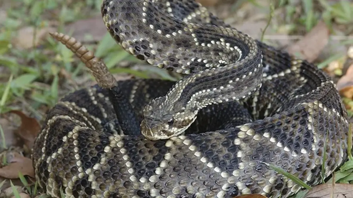 Picada de cascavel deixa homem hospitalizado em Formosa