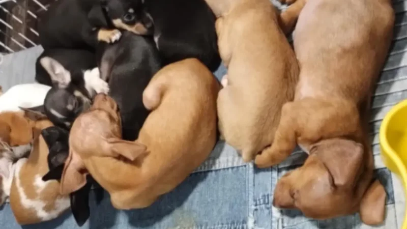 Polícia identifica venda ilegal de mais de 100 animais na Feira da Lua, em Goiânia