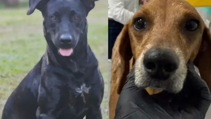 “Por Brutos, Johnny e outros”: Protetores fazem manifestação por justiça contra maus-tratos animais